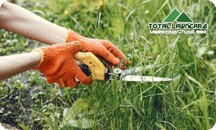 Everything You Need To Know About Grassy Weeds