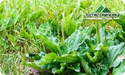 Everything You Need To Know About Broadleaf Weeds