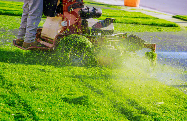 Need Lawn Care? Tips to Get It Done Right in Dallas