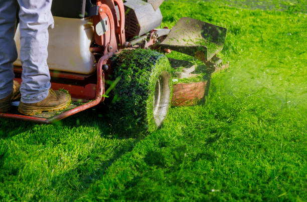 What Does Lawn Care Typically Cost for Homeowners in Frisco?