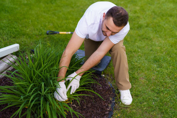 Frisco Lawn Care Calendar: What to Do May Through October