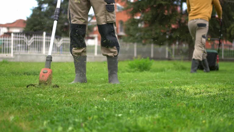 Why Is My Texas Lawn Turning Brown? Common Causes