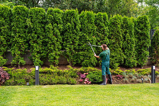 How to Keep Your DFW Lawn Green in Summer Heat
