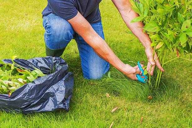 Mulch Them, Bag Them, or Leave Them: Fall Leaves on a Plano or Allen Lawn